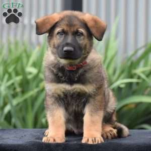 Moe, German Shepherd Puppy